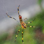 蜘蛛の糸 ～他者と自己の救済について～